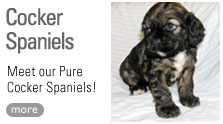 Meet our pure Cocker Spaniel puppies that are for sale.