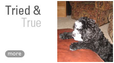 Tried and True - Read about owners of our Cockapoos.