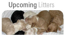 Upcomimg Litters