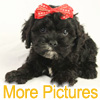 More pictures of this available Cockapoo Puppy - Ready to Buy, Purchase, and Adopt