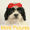More pictures of this available Cockapoo Puppy - Ready to Buy, Purchase, and Adopt