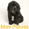 More pictures of this available Cockapoo Puppy - Ready to Buy, Purchase, and Adopt