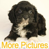 More pictures of this available Cockapoo Puppy - Ready to Buy, Purchase, and Adopt