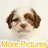 More pictures of this available Cockapoo Puppy - Ready to Buy, Purchase, and Adopt