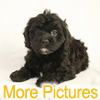 More pictures of this available Cockapoo Puppy - Ready to Buy, Purchase, and Adopt