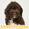 More pictures of this available Cockapoo Puppy - Ready to Buy, Purchase, and Adopt