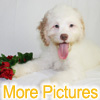 More pictures of this available Cockapoo Puppy - Ready to Buy, Purchase, and Adopt