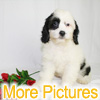 More pictures of this available Cockapoo Puppy - Ready to Buy, Purchase, and Adopt