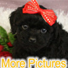 More pictures of this available Cockapoo Puppy - Ready to Buy, Purchase, and Adopt