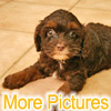 More pictures of this available Cockapoo Puppy - Ready to Buy, Purchase, and Adopt