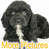 More pictures of this available Cockapoo Puppy - Ready to Buy, Purchase, and Adopt