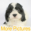 More pictures of this available Cockapoo Puppy - Ready to Buy, Purchase, and Adopt