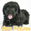 More pictures of this available Cockapoo Puppy - Ready to Buy, Purchase, and Adopt