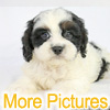 More pictures of this available Cockapoo Puppy - Ready to Buy, Purchase, and Adopt
