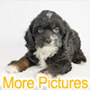 More pictures of this available Cockapoo Puppy - Ready to Buy, Purchase, and Adopt
