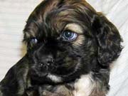 Picture of Twister's Past Cocker Spaniel Puppies - Chocolate Sable Cocker Spaniel Puppy