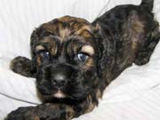 Picture of Twister's Past Cocker Spaniel Puppies - Chocolate Sable Cocker Spaniel Puppy