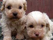 Picture of Reecy's previous Cockapoo puppies - Two Apricot Puppies