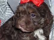 Picture of Reecy's previous Cockapoo puppies - Chocolate Cockapoo Female with a white chest