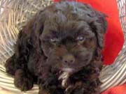 Picture of Reecy's previous Cockapoo puppies - Black Cockapoo male with a white chest