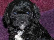 Picture of Zoe's Past Cockapoo - Black Cockapoo with a White Chest