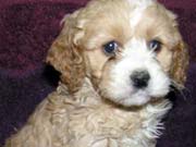 Picture of Zoe's Past Cockapoo - Apricot Cockapoo with a White chest and nose