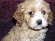 Picture of Zoe's Past Cockapoo - Apricot Cockapoo with a White chest and nose