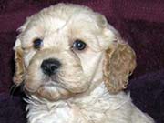 Picture of Zoe's Past Cockapoo - Apricot Cockapoo