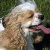 Picture of Cloey