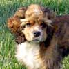 Picture of Scooter - Our smallest Cocker Spaniel stud.