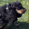 Picture of Sis - A Classicpoos Parent of our puppies.