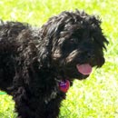 Stetzel with her new Classicpoo Cockapoo