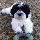 The Cordes' with their puppy, Bella, from Classicpoos.