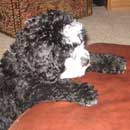 S.L.'s Cockapoo at his new home