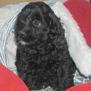 Susie's Cockapoo