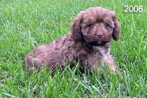 Example picture of Babs' previous Cockapoo puppies.  This is a chocolate sable Cockapoo with a white chest.