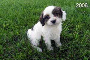 Example picture of Babs' previous Cockapoo puppies.  This is a white Cockapoo with black and chocolate sable spots.