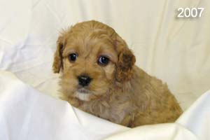 Example picture of Sis's previous Cockapoo puppies.  This is an apricot Cockapoo with a white chin.